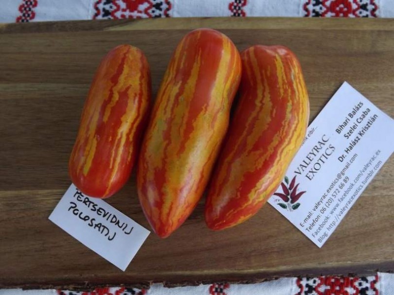Csíkos paprikaalakú paradicsom - Paradicsom különlegességek az Egzotikus Növények Stúdiója kínálatából